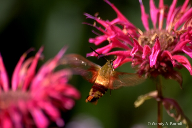 Hummingbird Moth - ID: 10549686 © Wendy A. Barrett