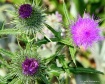 ~Thistle~