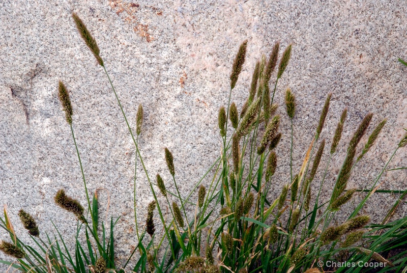 Alpine Grass and Rock