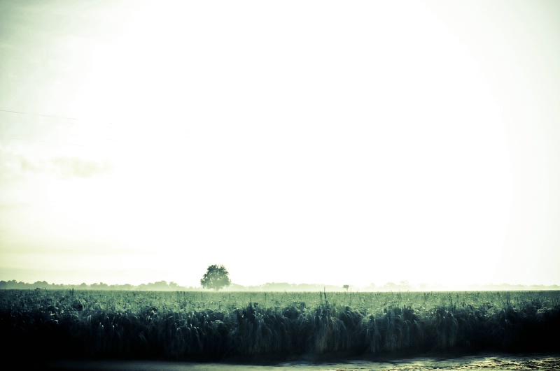 The lonely field tree