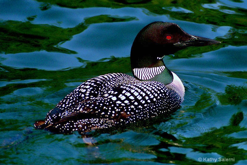 Loon - ID: 10550728 © Kathy Salerni