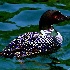 2Loon - ID: 10550728 © Kathy Salerni