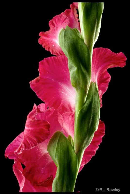 Gladiolus Stem