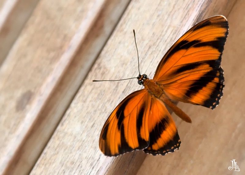 Orange Barred Tiger Butterfly.....  ROAR