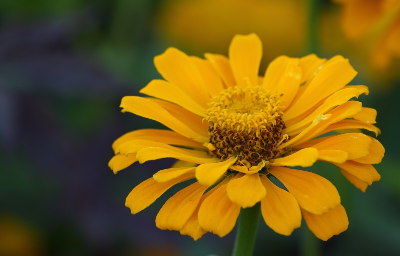 Yellow Zinnia