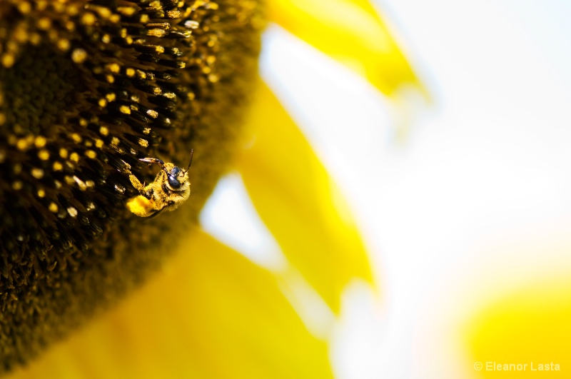 So Bee It.