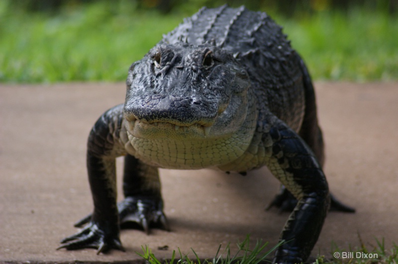 Florida Alligator Up-close - ID: 10553406 © William E. Dixon