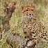 © Deborah Gillham PhotoID # 10553560: cheetahcub01-2