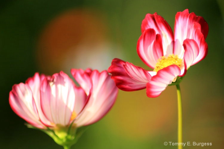 Late Afternoon Cosmos