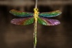 Tiffany Dragonfly