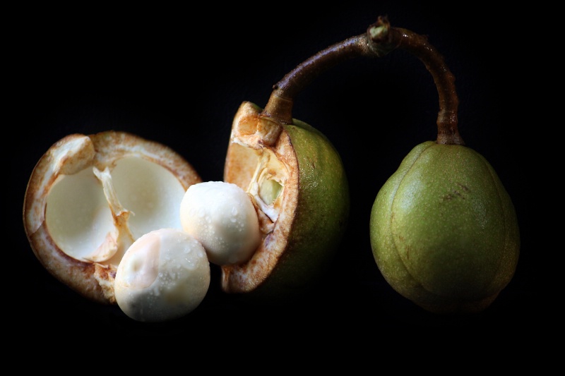 Buckeye tree nuts.