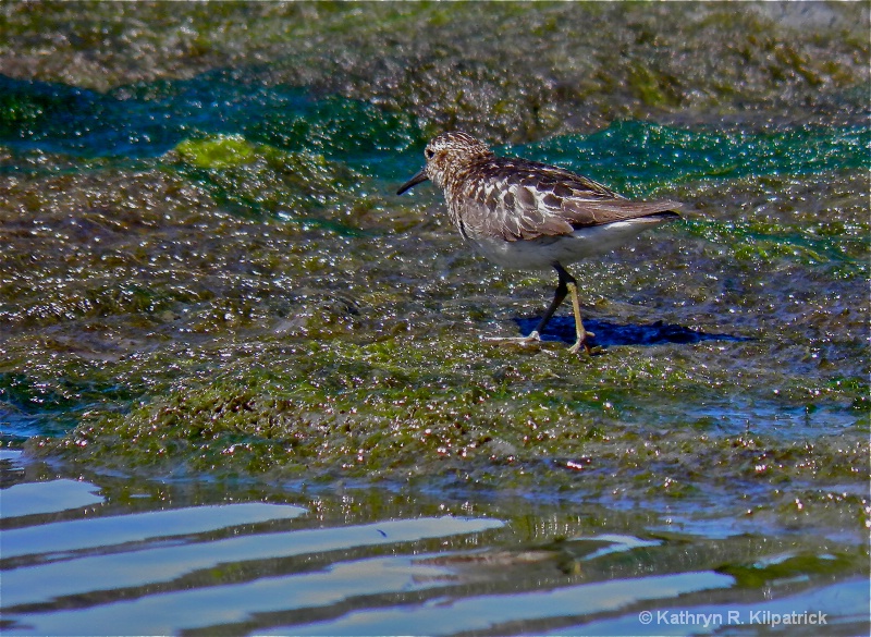 Western Sandpiper - ID: 10555045 © Kathryn R. Kilpatrick