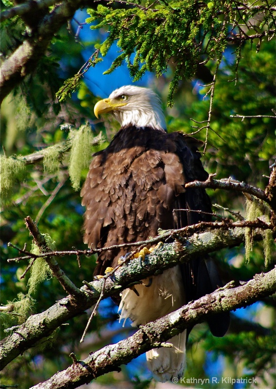 Attention - ID: 10555057 © Kathryn R. Kilpatrick