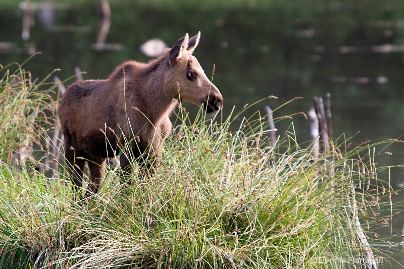 Moose Calf