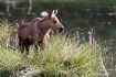 Moose Calf