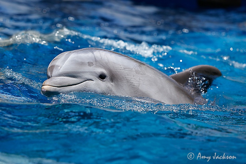 Mama Dolphin