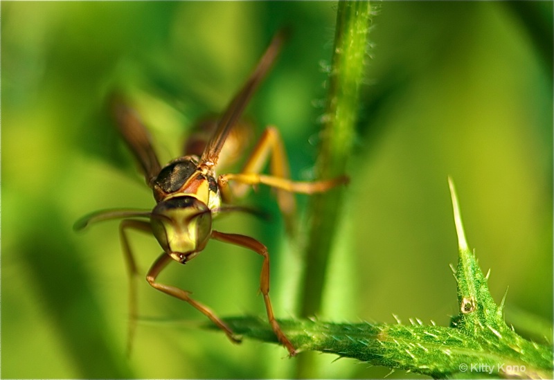 wasp on a thorn bush