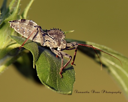 Reduviidae Assassin Bug