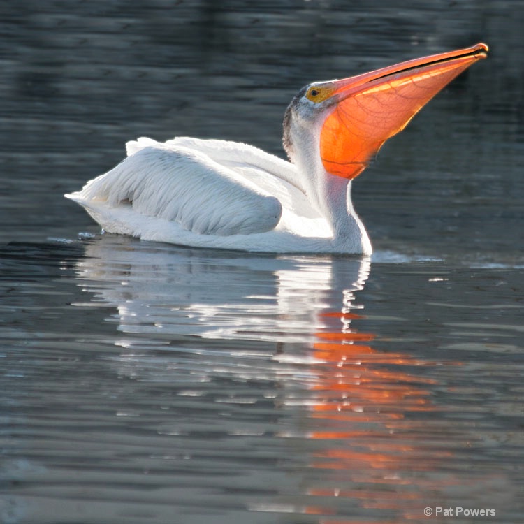 White Pelican Feeding - ID: 10558751 © Pat Powers