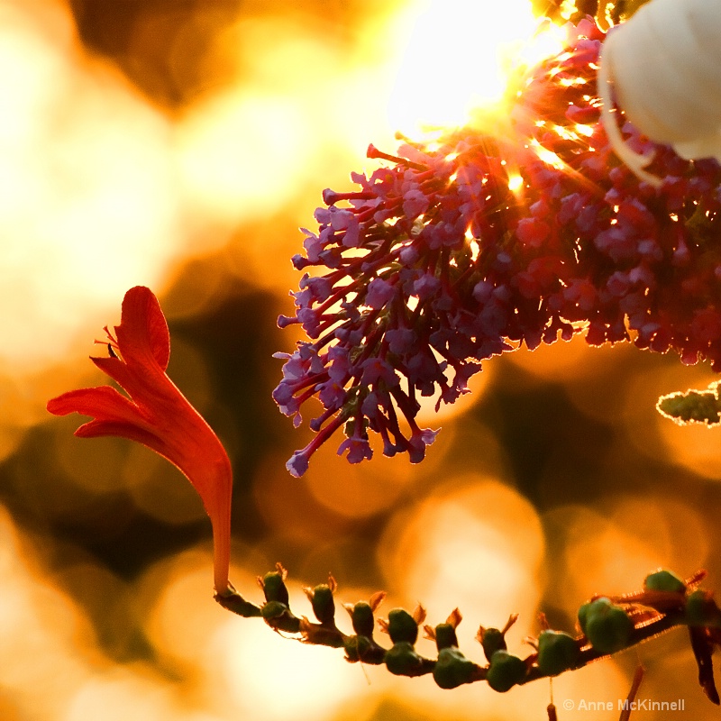 Backlit Flowers