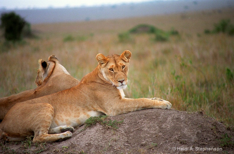 Young Lionesses iii 