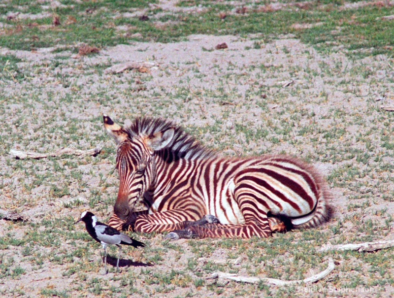 Zebra baby 