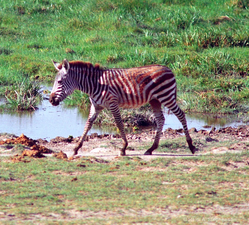 Zebra colt
