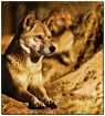"RED DOG"...