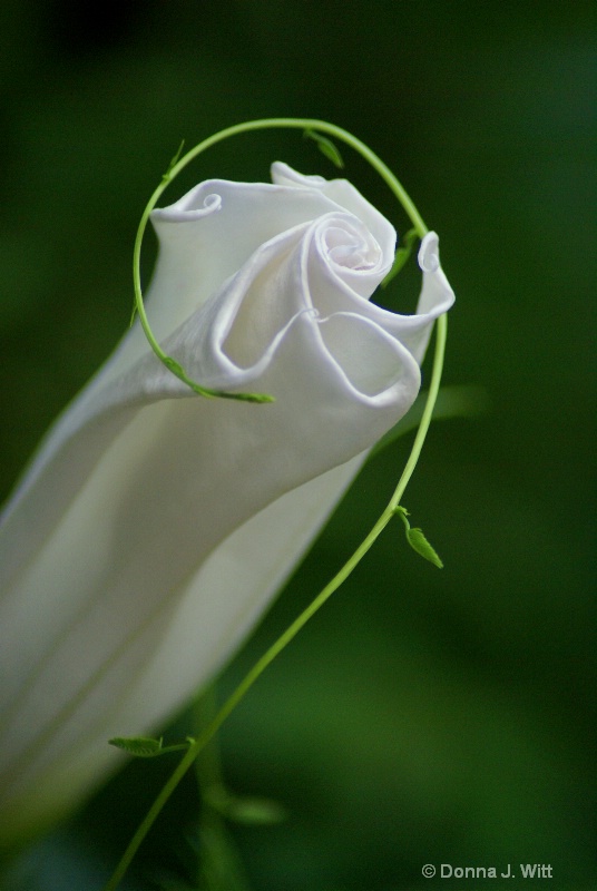 Cypress Vine and Moonplant