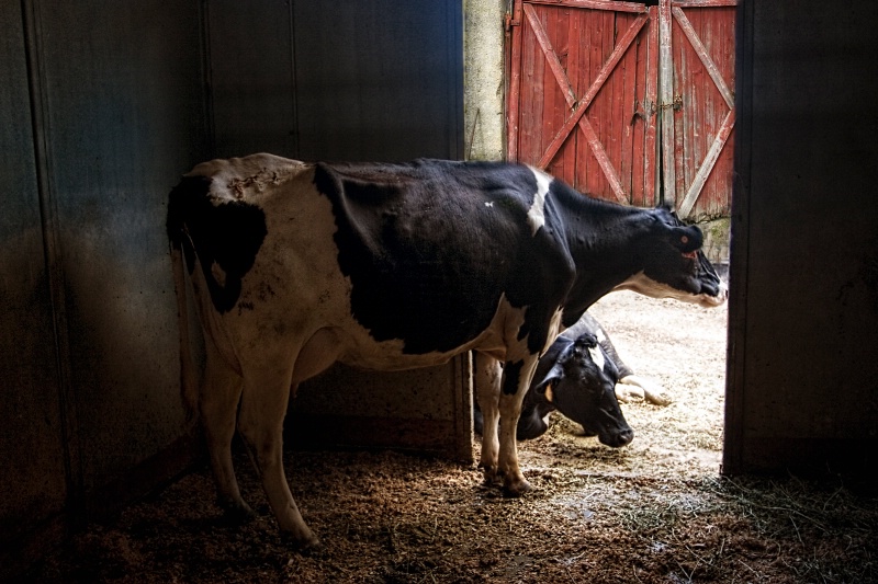 Dairy Farm