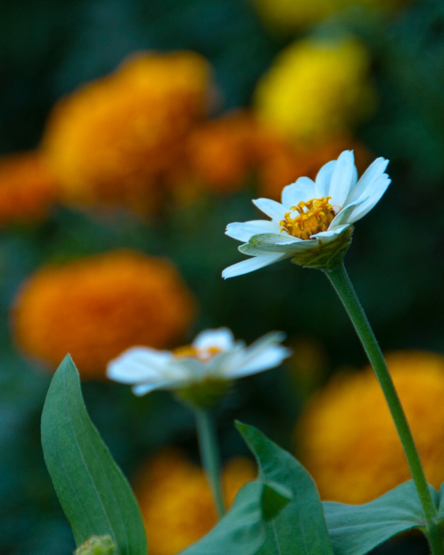 White Flower and Marigolds