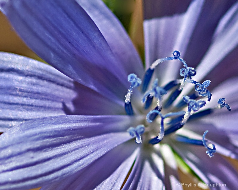 Chicory -European Dandelion
