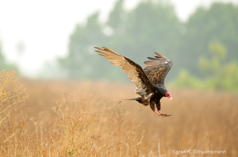 Turkey Vulture Landing Gear