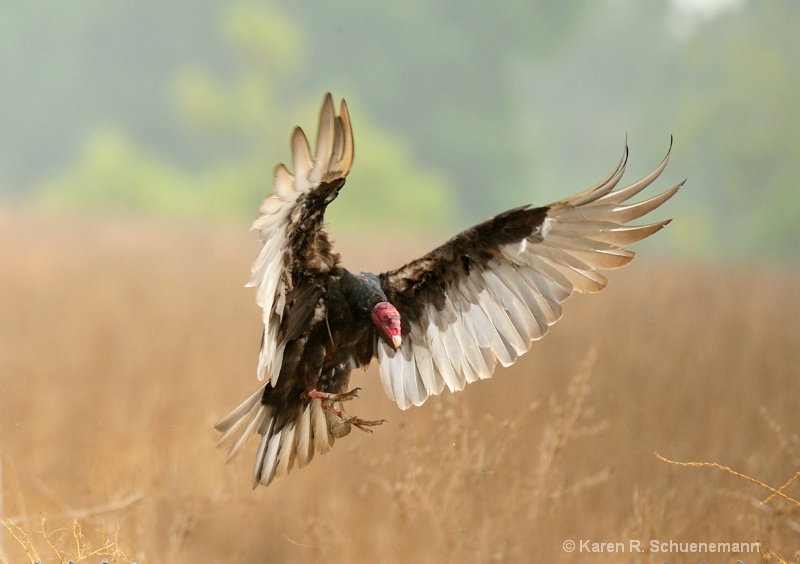 Swoop of a Turkey Vulture