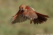 Cardinal Flight