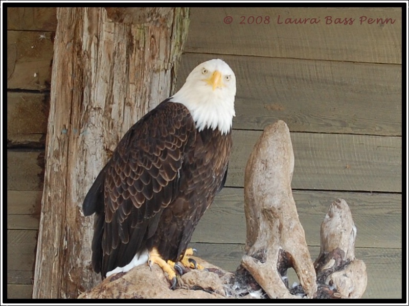 bald eagle - ID: 10571876 © Laura