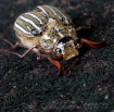 June Bug