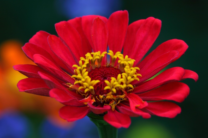 Red Beauty