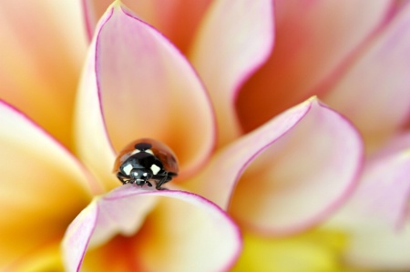 Ladybird on a Daliha flower