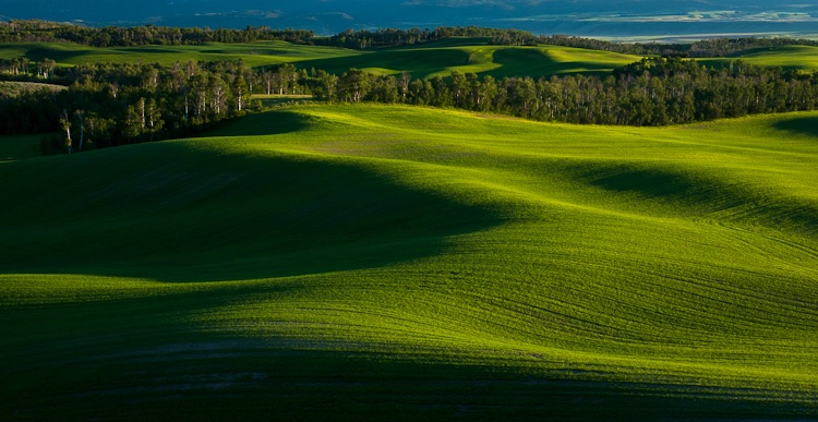 Grain Fields, Teton Valley, Idaho