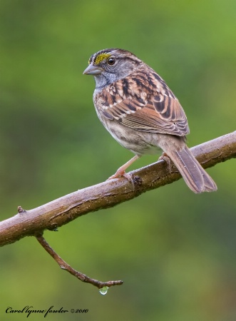 Sparrow in Rain
