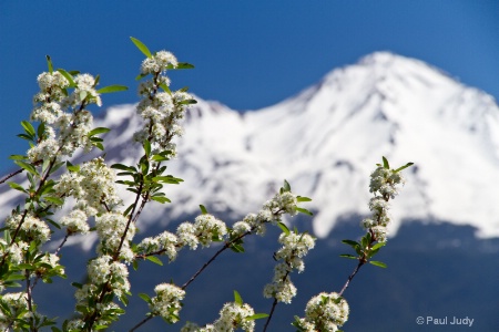 Mount Shasta Spring
