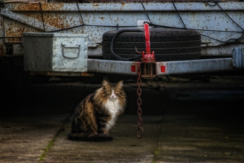 trailor cat