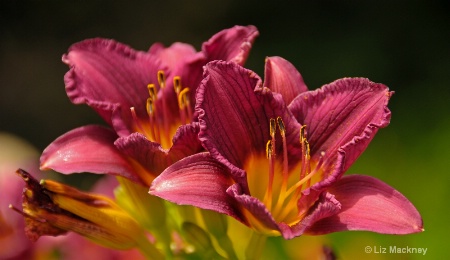 Day Lily Delight