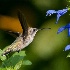 © Thomas A. Statas PhotoID # 10576401: Hummingbird