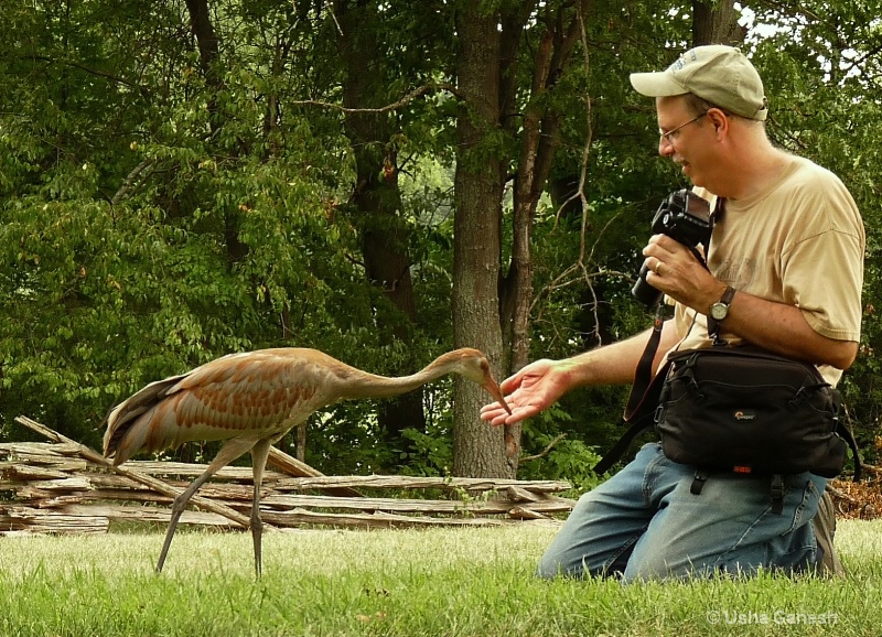 Baby Crane Befriends Photographer