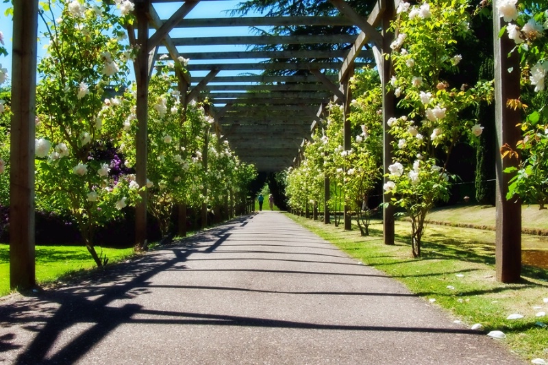 A Stroll Through The Roses Bicton Gardens