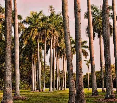 Florida Palms