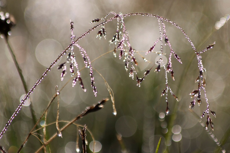 Good To Go: Dew Drops