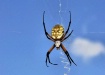 Argiope aurantia